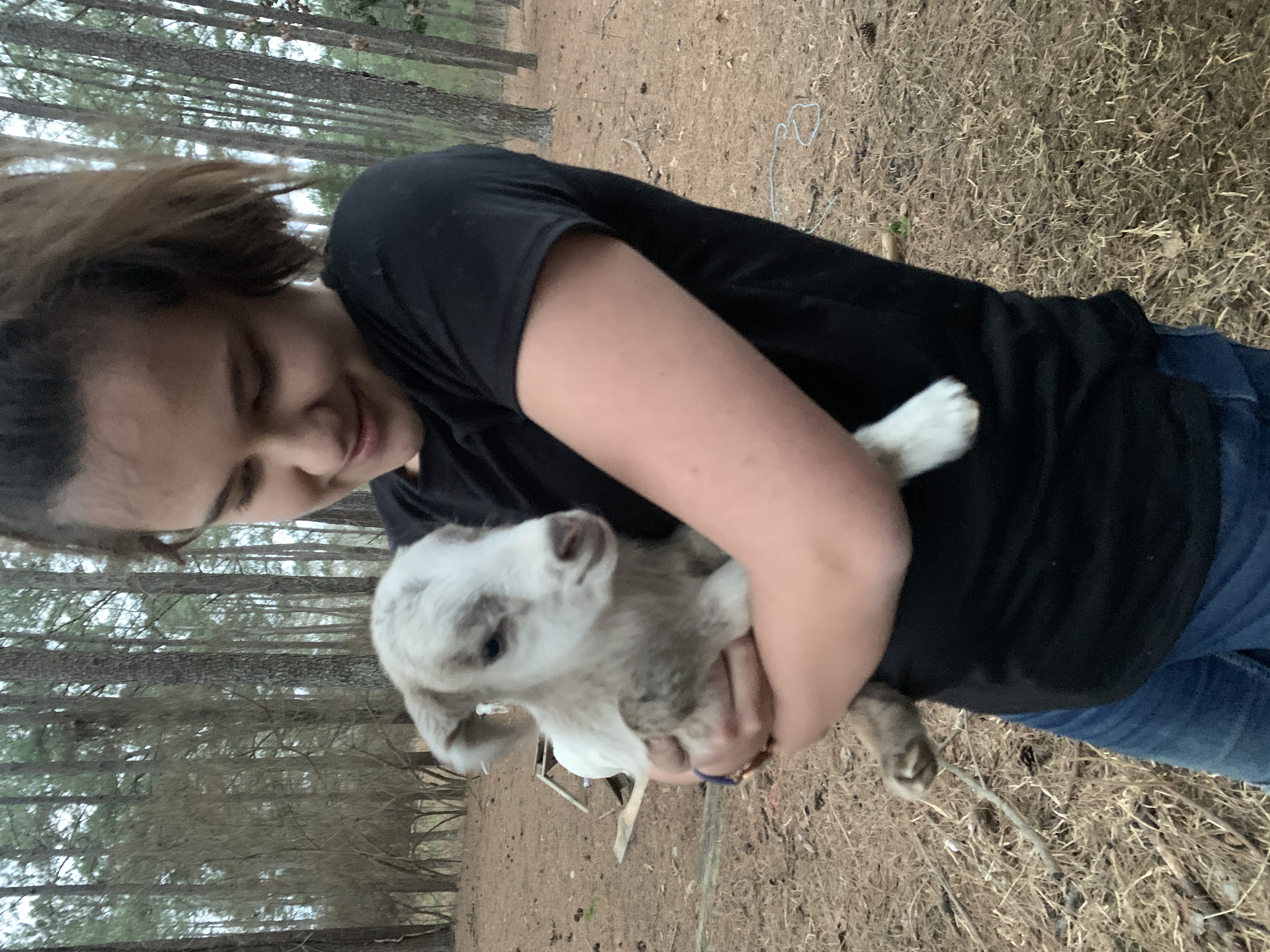 Baby Goats